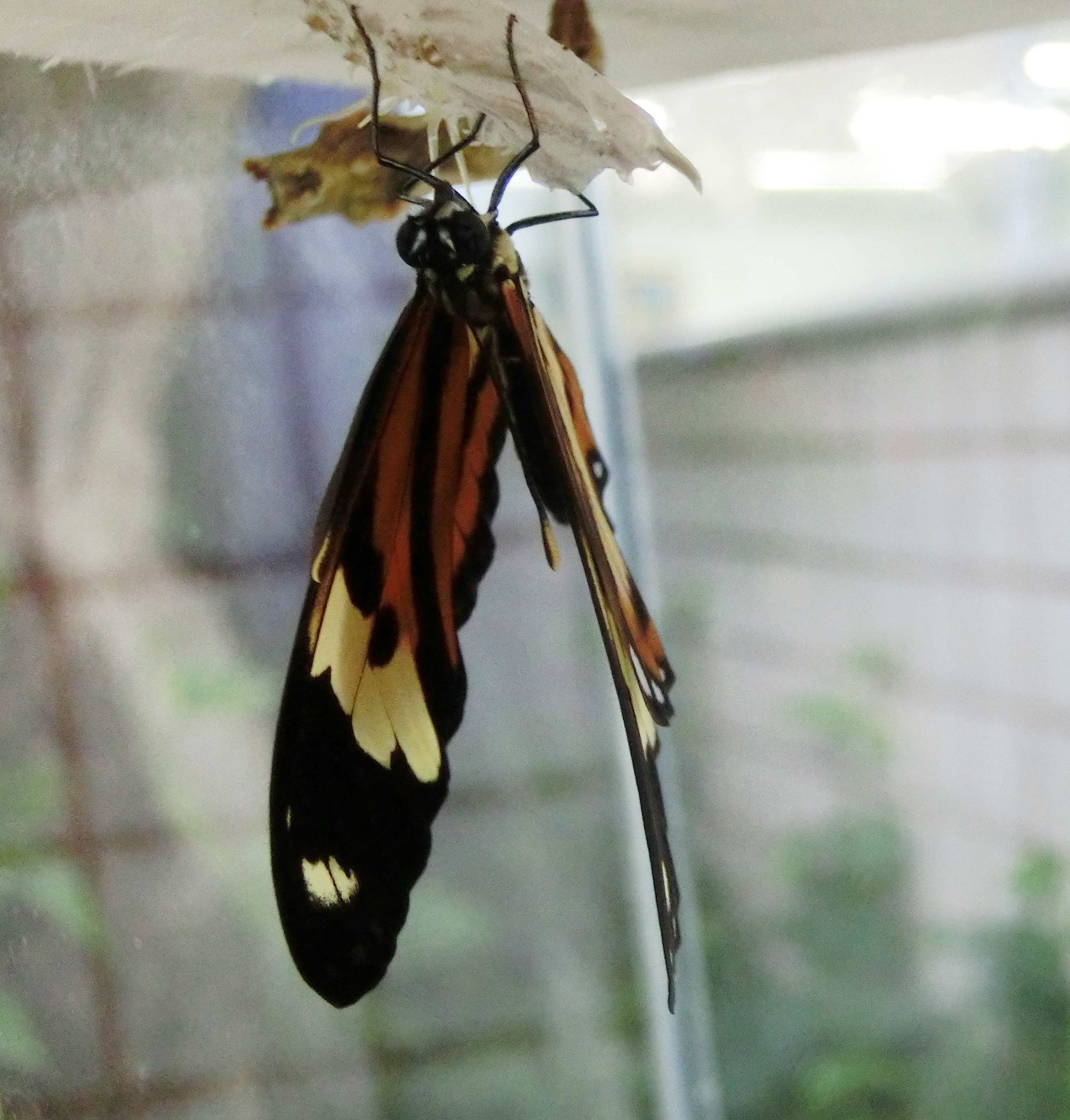 FOTO 01 - A PRIMEIRA BORBOLETA