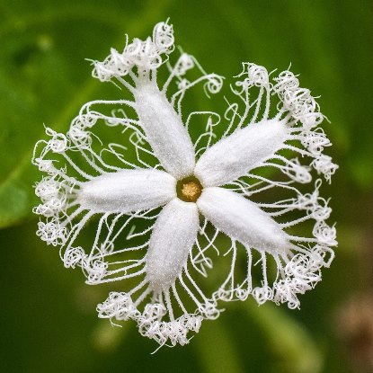 06 - FLOR DO QUIABO DE METRO DA INTERNET